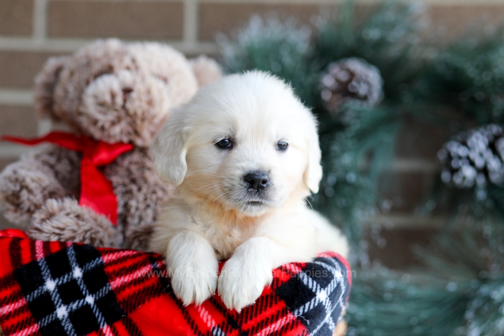 Kiki Image of Kiki, a Golden Retriever puppy