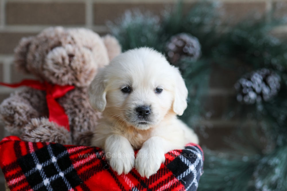 Kiki Image of Kiki, a Golden Retriever puppy