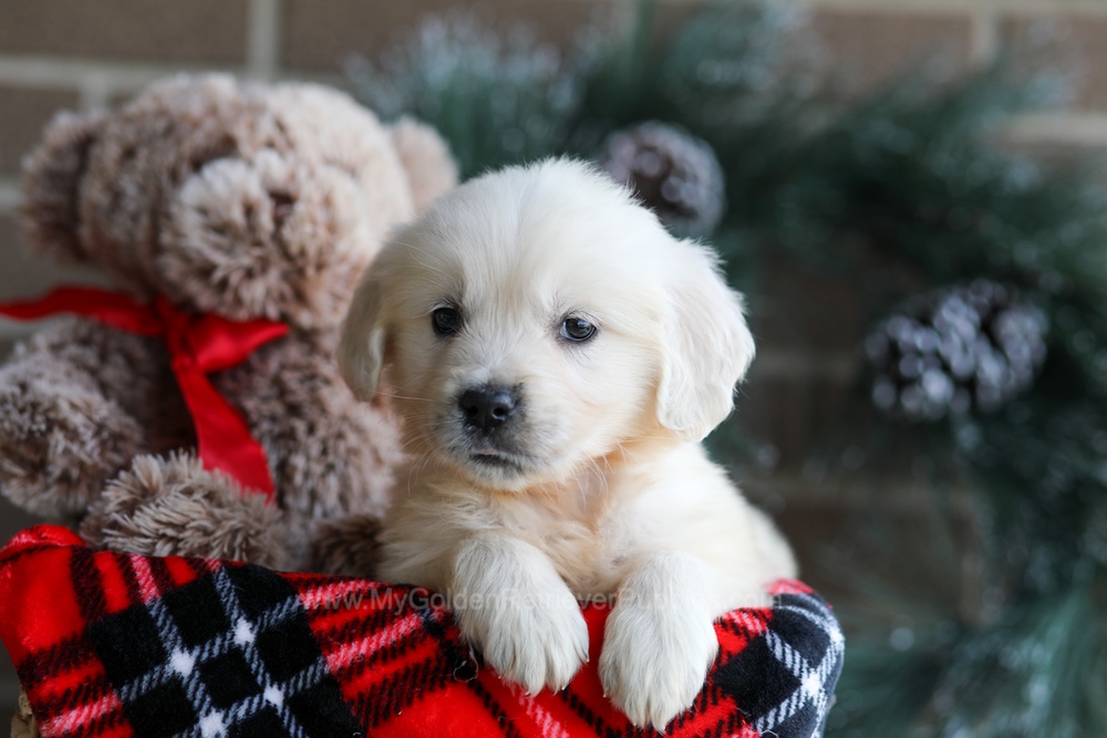 Kiki Image of Kiki, a Golden Retriever puppy