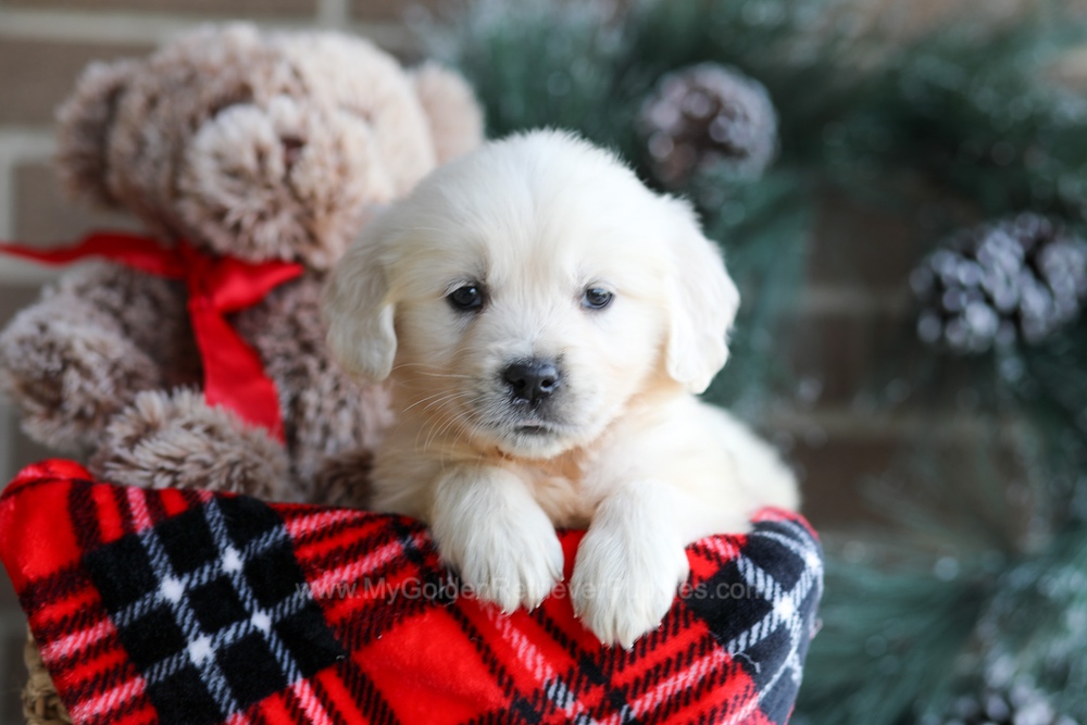 Kiki Image of Kiki, a Golden Retriever puppy