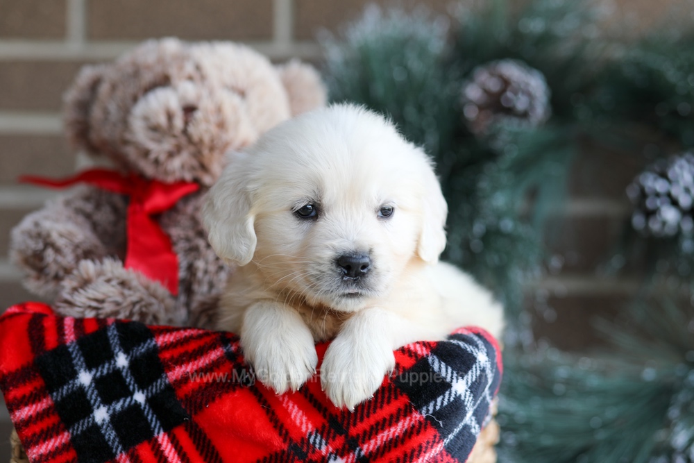 Kiki Image of Kiki, a Golden Retriever puppy