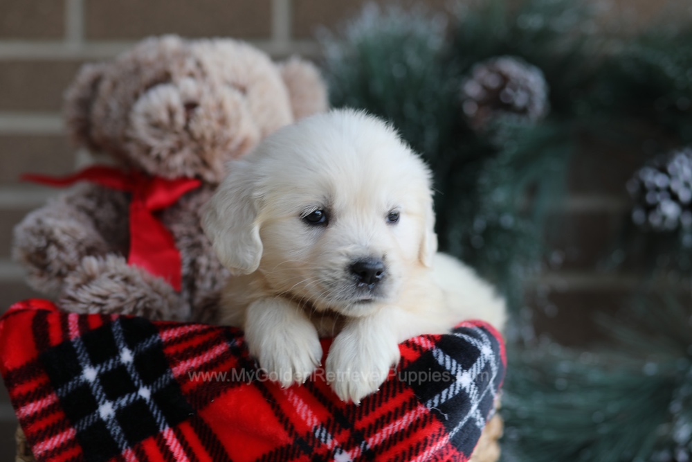 Kiki Image of Kiki, a Golden Retriever puppy