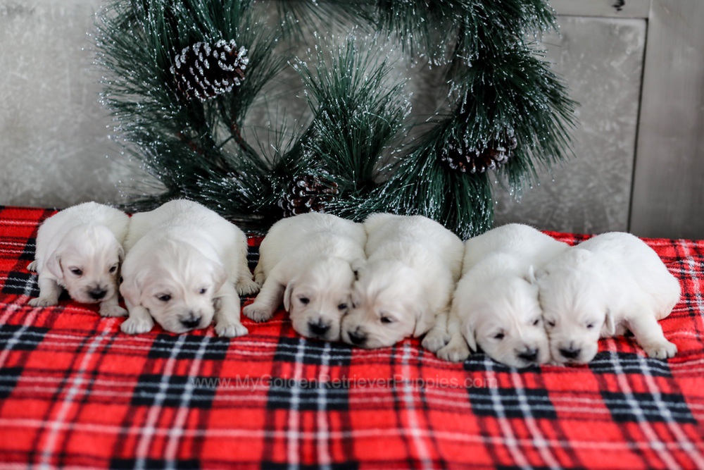 English Cream - Jan 10th Image of English Cream - Jan 10th, a Golden Retriever puppy