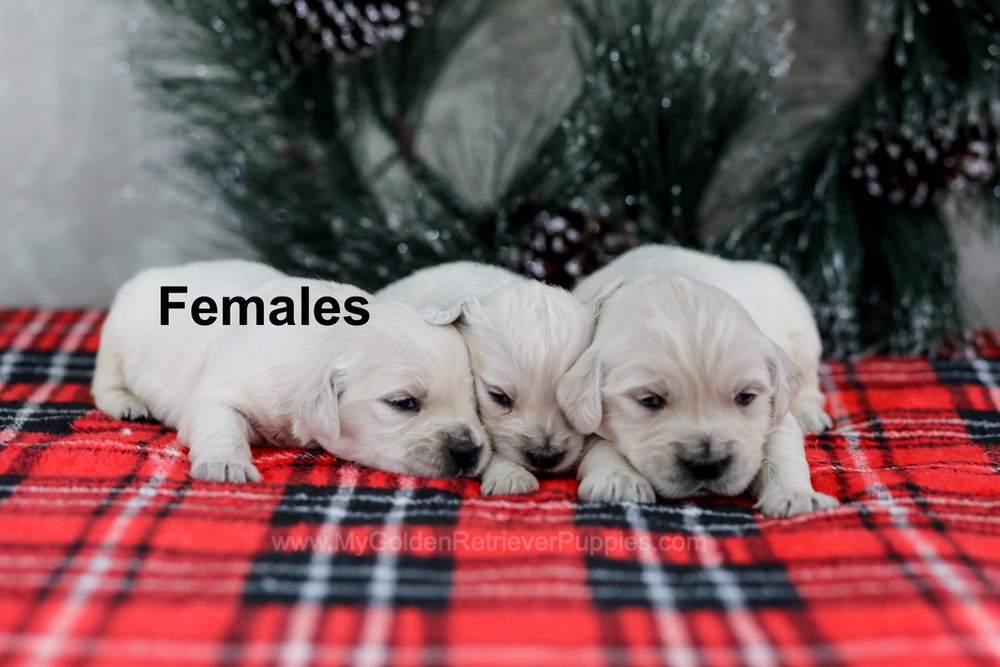 English Cream - Jan 10th Image of English Cream - Jan 10th, a Golden Retriever puppy