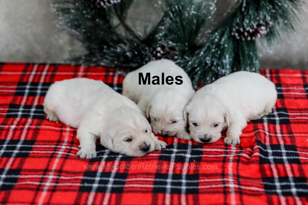 English Cream - Jan 10th Image of English Cream - Jan 10th, a Golden Retriever puppy