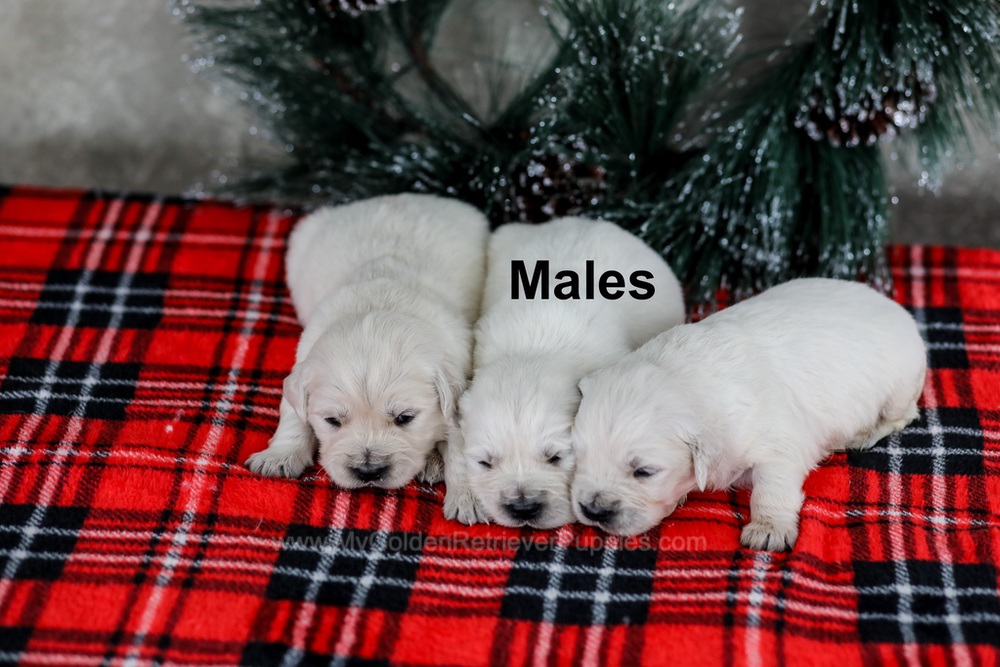 English Cream - Jan 10th Image of English Cream - Jan 10th, a Golden Retriever puppy