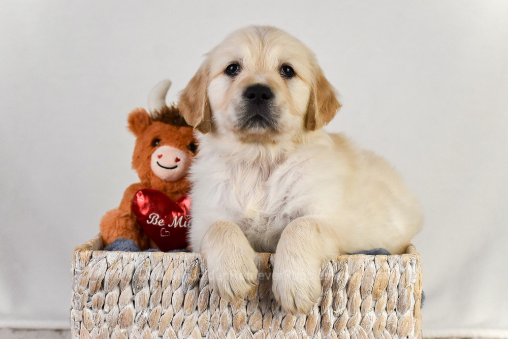 Arrow Image of Arrow, a Golden Retriever puppy