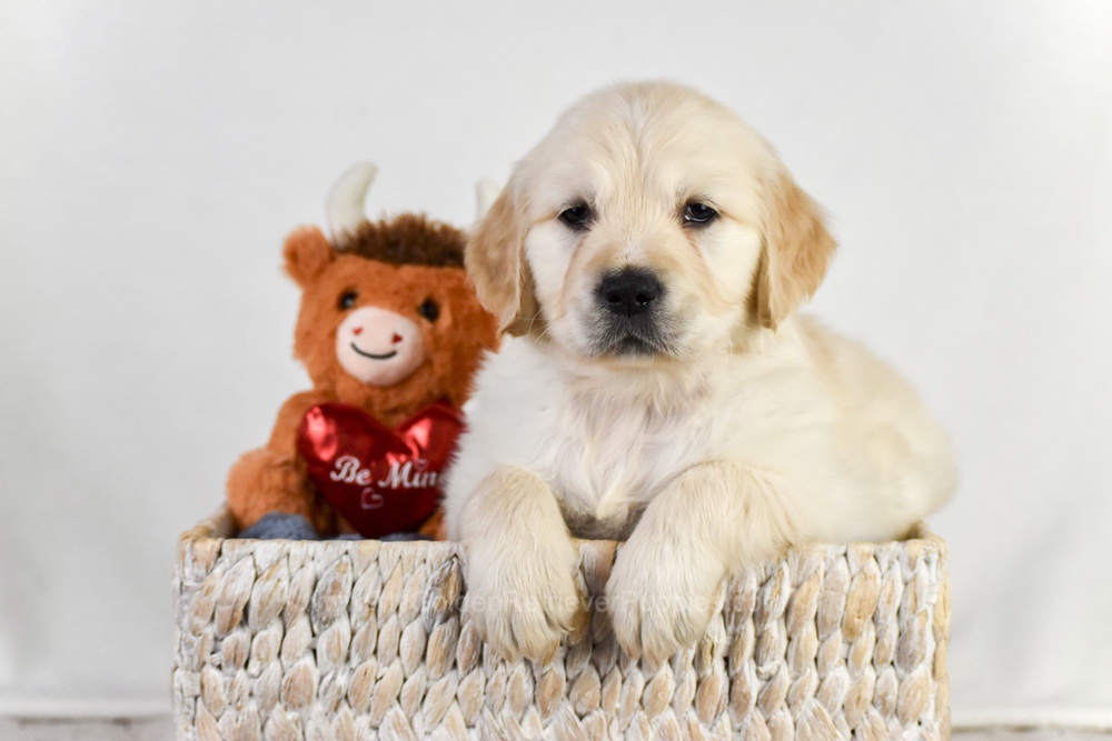Arrow Image of Arrow, a Golden Retriever puppy