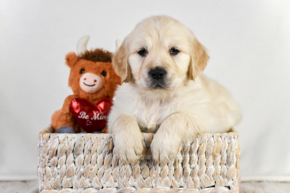 Arrow Image of Arrow, a Golden Retriever puppy