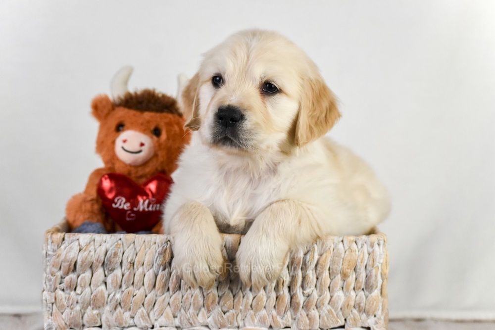 Arrow Image of Arrow, a Golden Retriever puppy