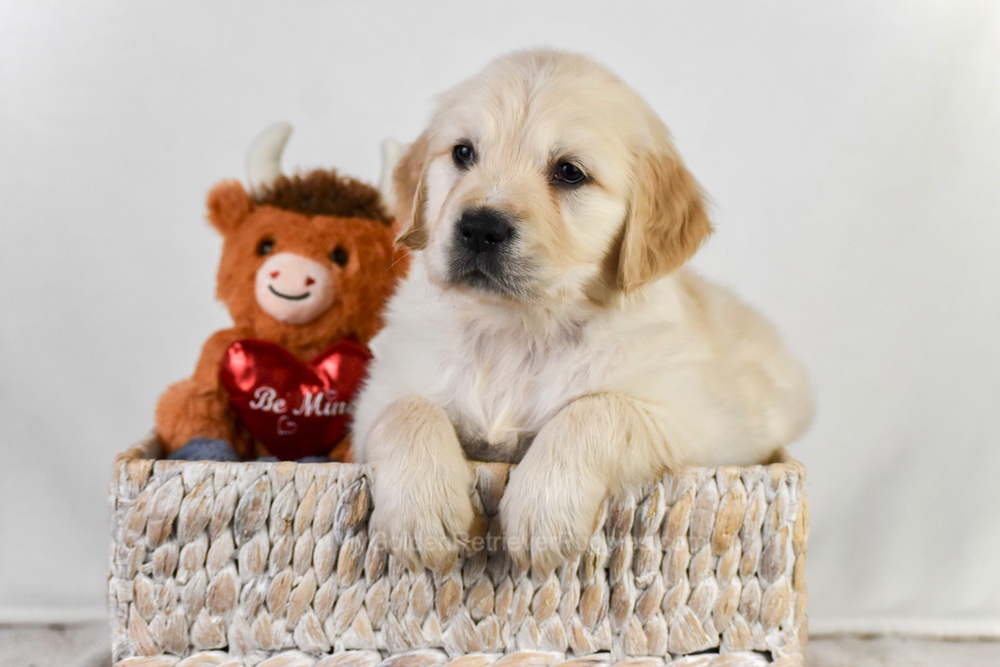 Arrow Image of Arrow, a Golden Retriever puppy