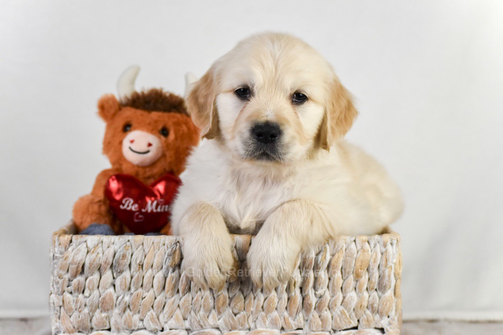 Arrow Image of Arrow, a Golden Retriever puppy