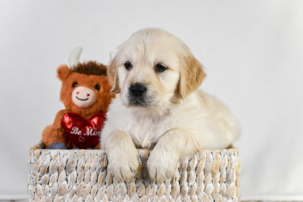 Arrow Image of Arrow, a Golden Retriever puppy