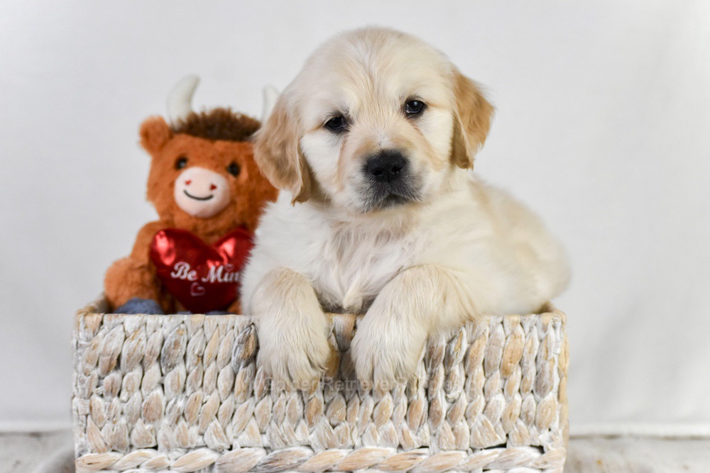 Arrow Image of Arrow, a Golden Retriever puppy