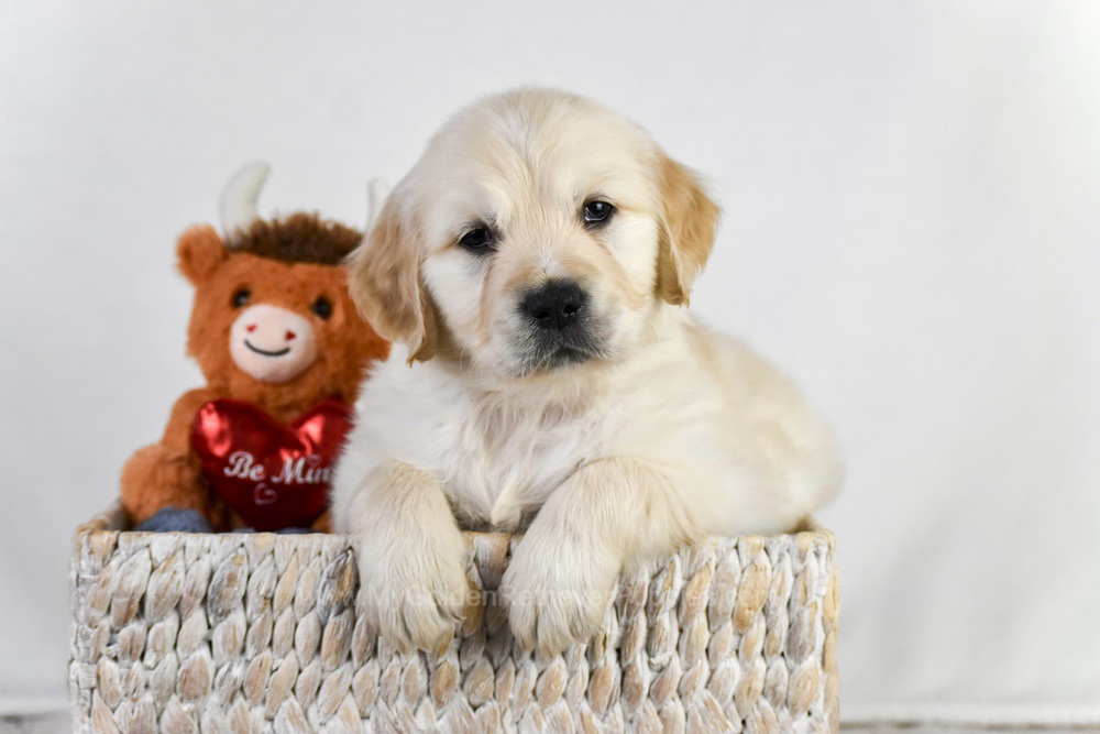 Arrow Image of Arrow, a Golden Retriever puppy