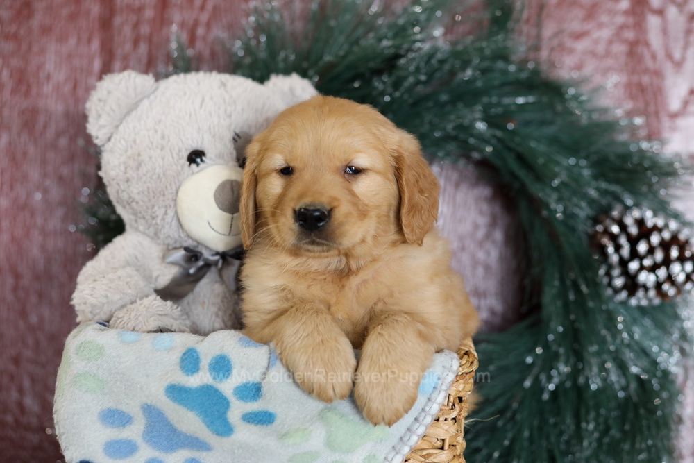 Arrow Image of Arrow, a Golden Retriever puppy