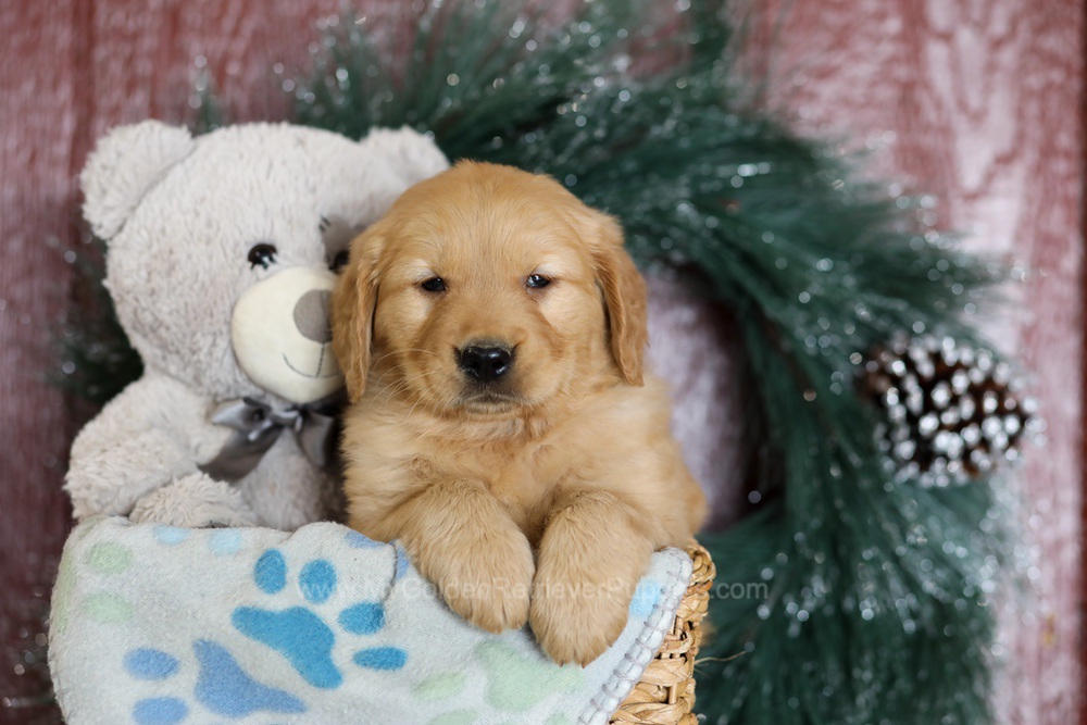 Arrow Image of Arrow, a Golden Retriever puppy