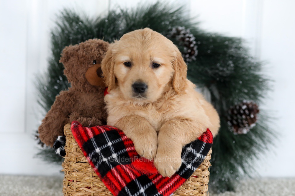 Brady Image of Brady, a Golden Retriever puppy