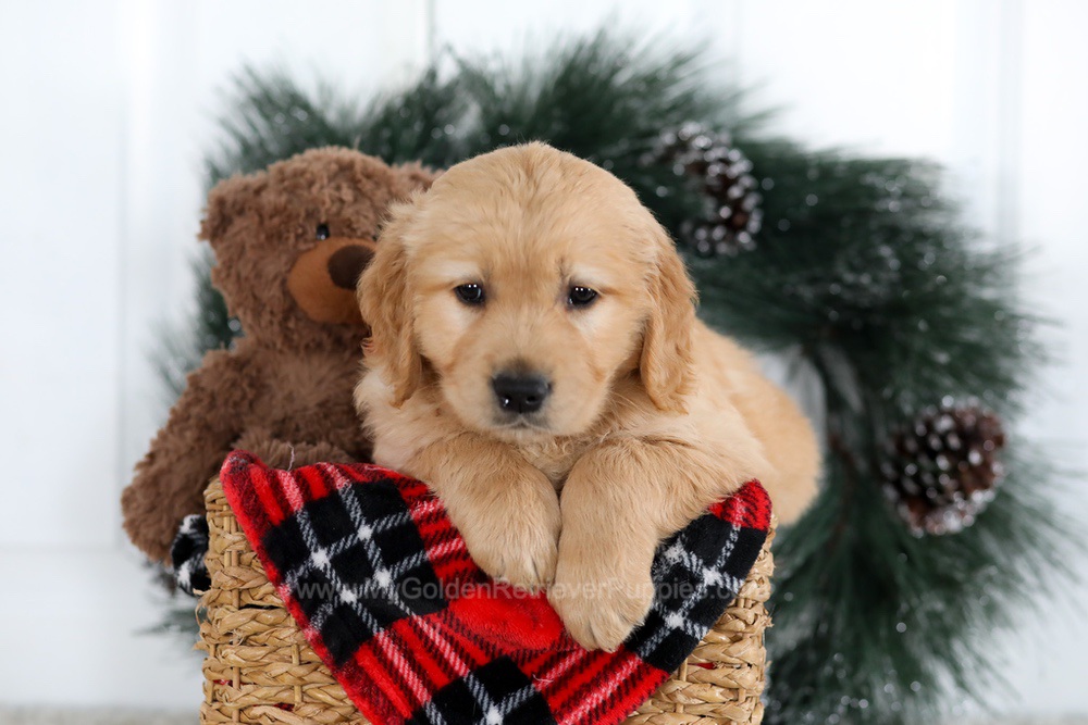 Brady Image of Brady, a Golden Retriever puppy