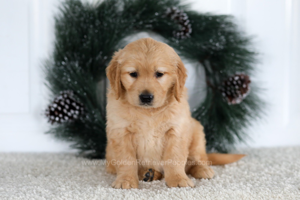 Brady Image of Brady, a Golden Retriever puppy