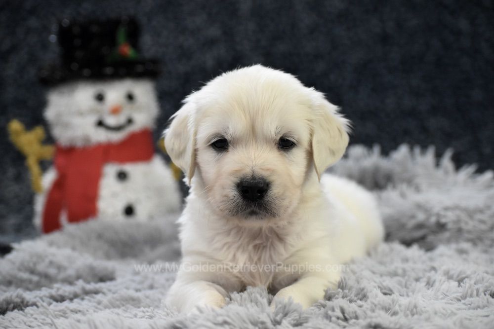 Brew Image of Brew, a Golden Retriever puppy