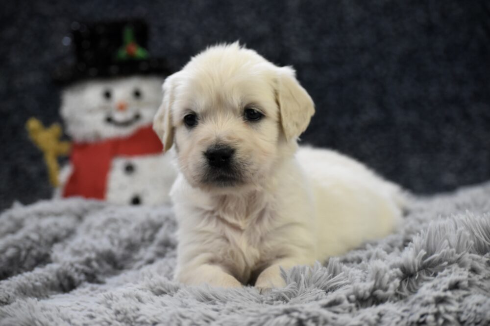 Chai Image of Chai, a Golden Retriever puppy