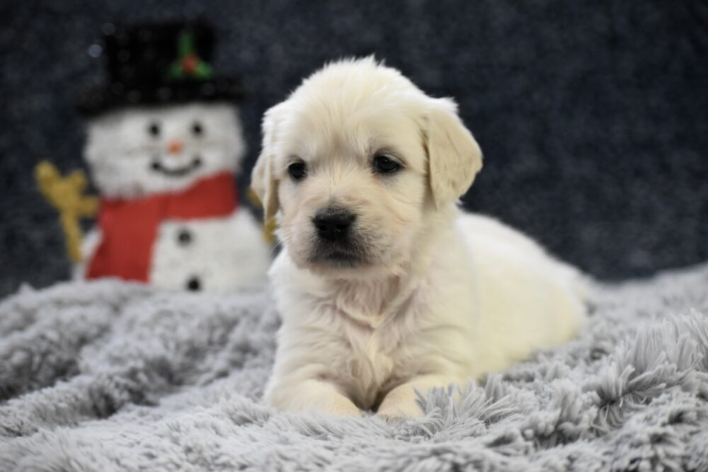 Chai Image of Chai, a Golden Retriever puppy
