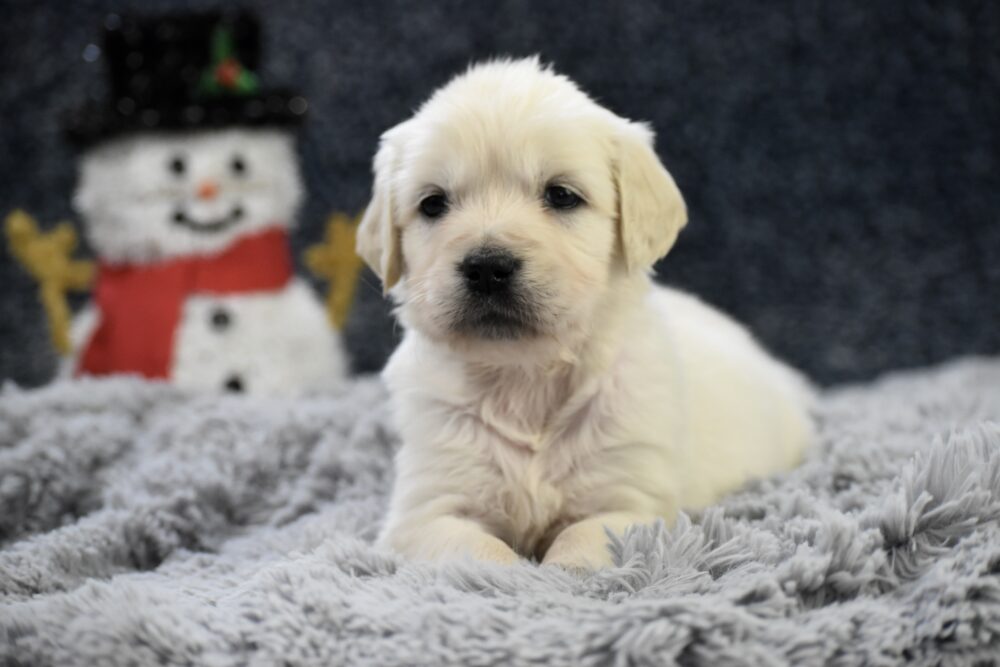 Chai Image of Chai, a Golden Retriever puppy