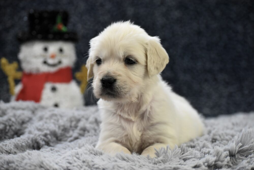 Chai Image of Chai, a Golden Retriever puppy