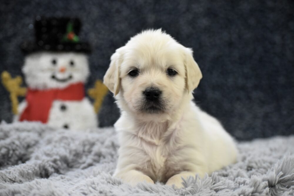 Chai Image of Chai, a Golden Retriever puppy