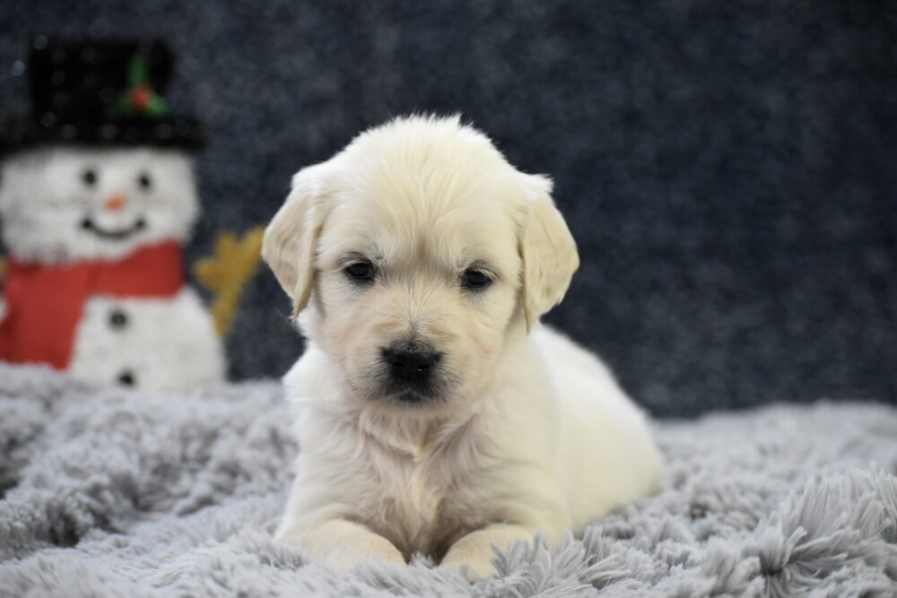Chai Image of Chai, a Golden Retriever puppy