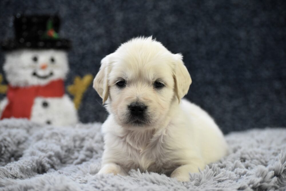 Chai Image of Chai, a Golden Retriever puppy