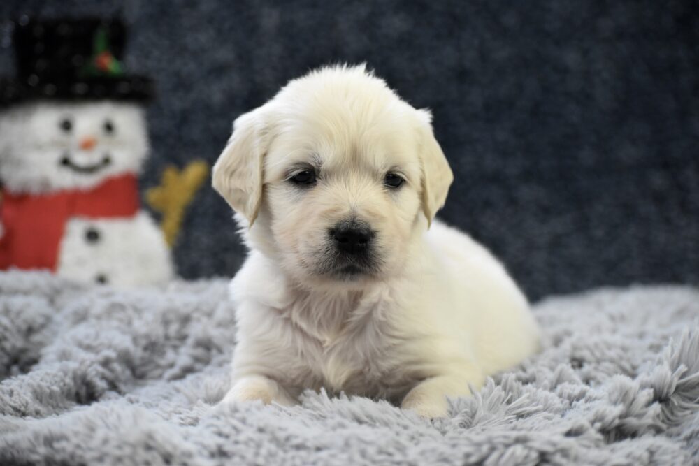 Chai Image of Chai, a Golden Retriever puppy