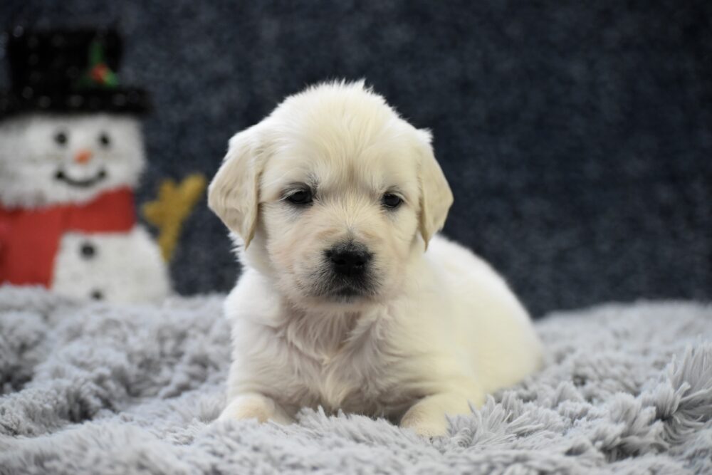 Chai Image of Chai, a Golden Retriever puppy