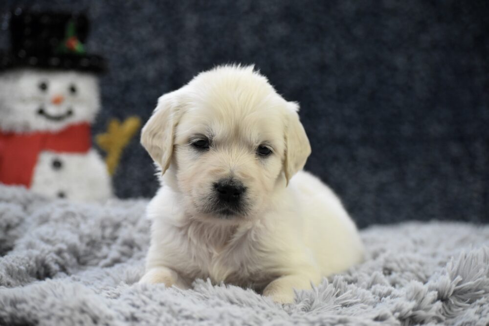 Chai Image of Chai, a Golden Retriever puppy