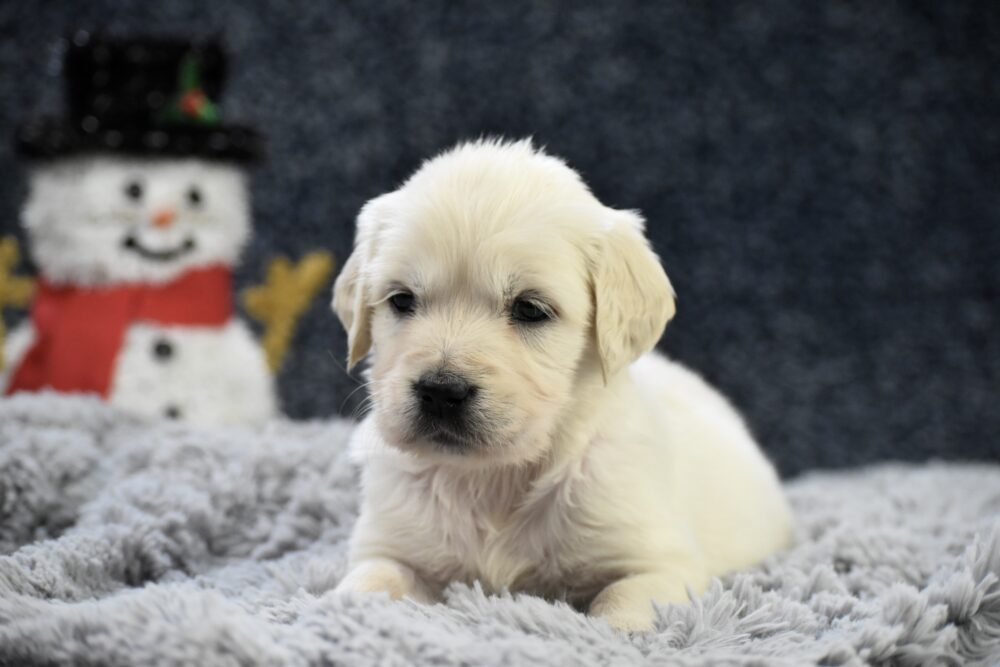 Chai Image of Chai, a Golden Retriever puppy