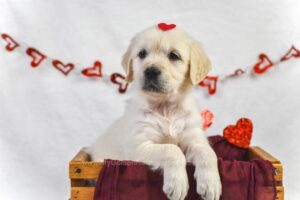 Image of Chai, a Golden Retriever puppy