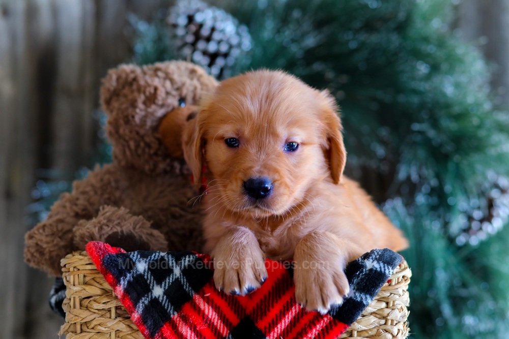 Eclipse Image of Eclipse, a Golden Retriever puppy