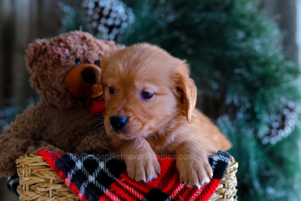 Eclipse Image of Eclipse, a Golden Retriever puppy