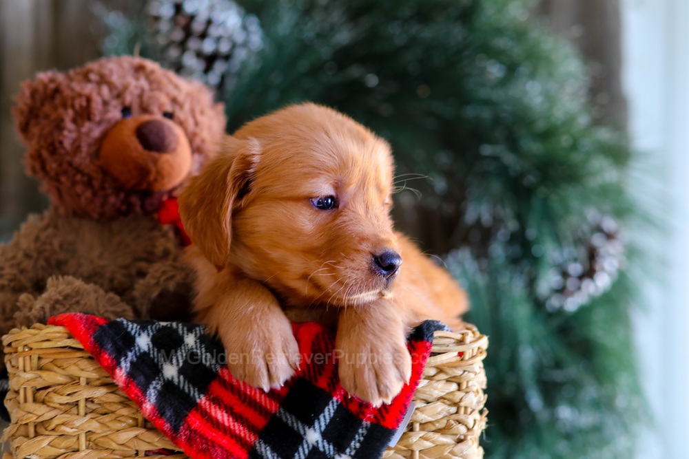 Eclipse Image of Eclipse, a Golden Retriever puppy