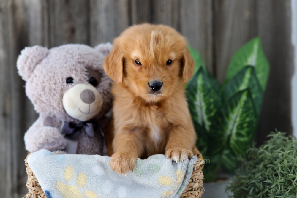 Foncie Image of Foncie, a Golden Retriever puppy