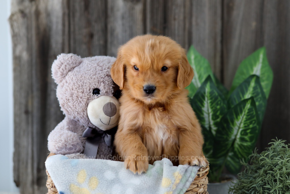 Foncie Image of Foncie, a Golden Retriever puppy