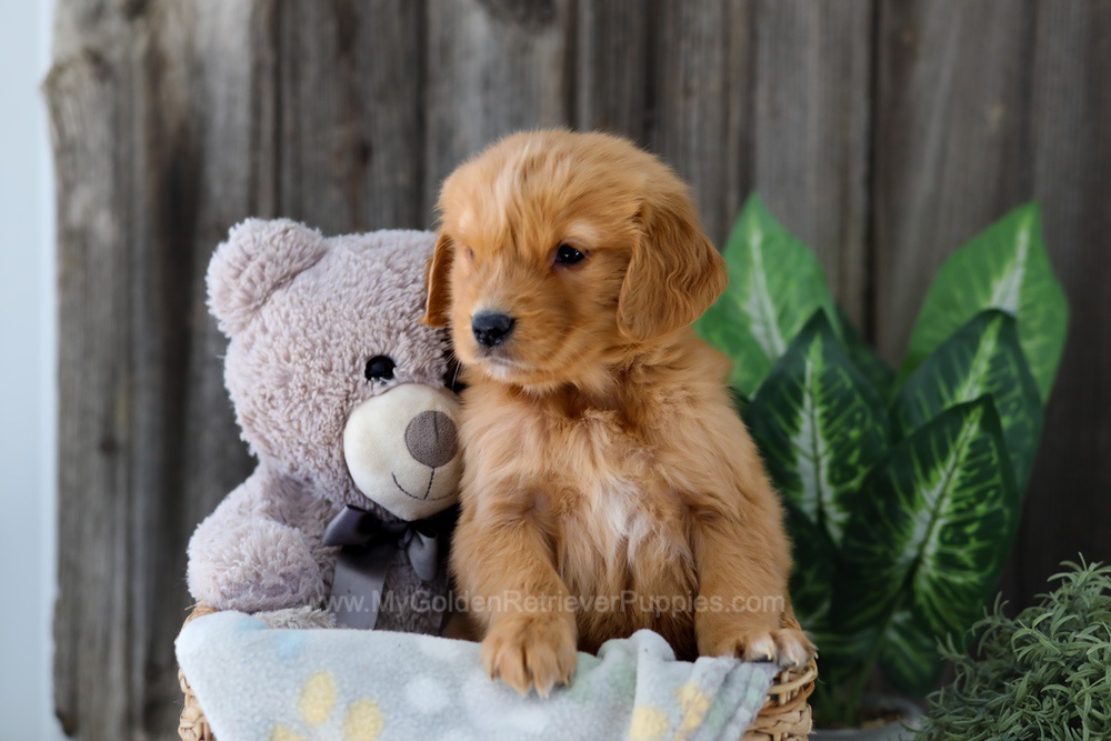 Foncie Image of Foncie, a Golden Retriever puppy
