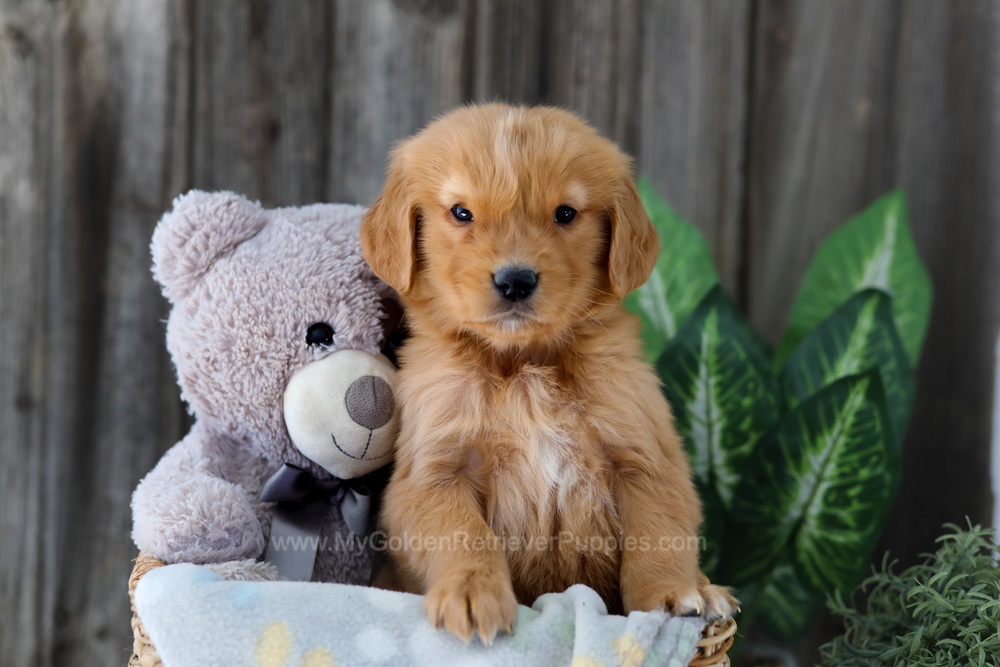 Foncie Image of Foncie, a Golden Retriever puppy
