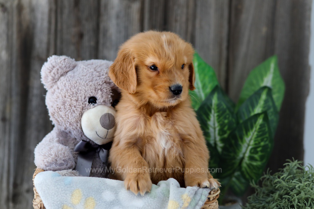 Foncie Image of Foncie, a Golden Retriever puppy