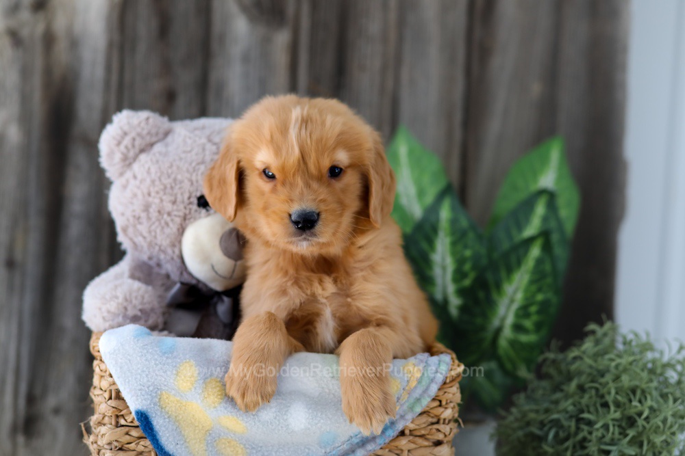 Foncie Image of Foncie, a Golden Retriever puppy