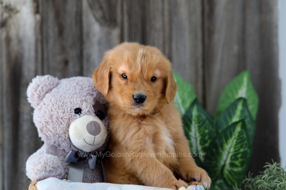 Foncie Image of Foncie, a Golden Retriever puppy