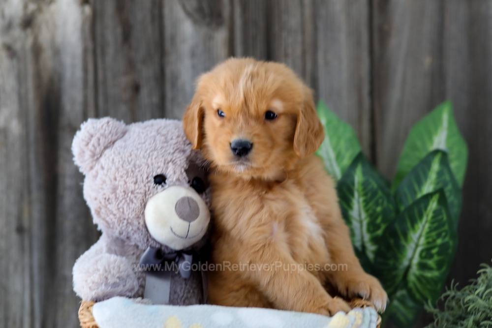 Foncie Image of Foncie, a Golden Retriever puppy