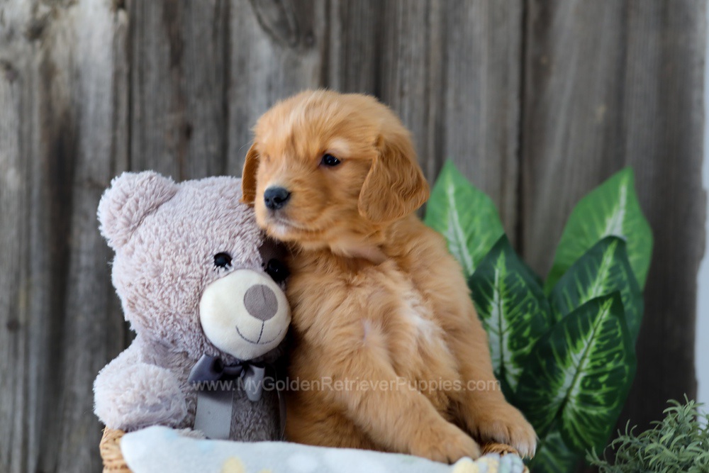 Foncie Image of Foncie, a Golden Retriever puppy
