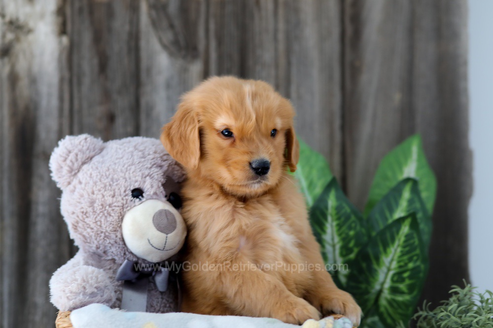 Foncie Image of Foncie, a Golden Retriever puppy